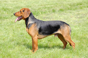Serbian Hound